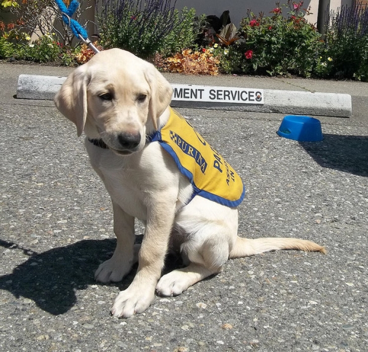 Illustration de l'article : Une bonne dose de mignonnerie canine avec ces 15 futurs travailleurs très motivés