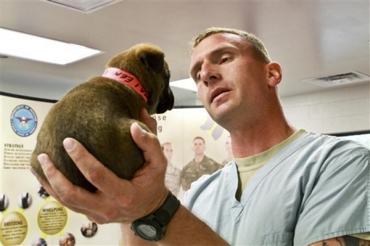 Illustration de l'article : Une bonne dose de mignonnerie canine avec ces 15 futurs travailleurs très motivés