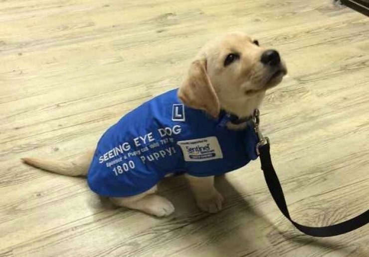 Illustration de l'article : Une bonne dose de mignonnerie canine avec ces 15 futurs travailleurs très motivés
