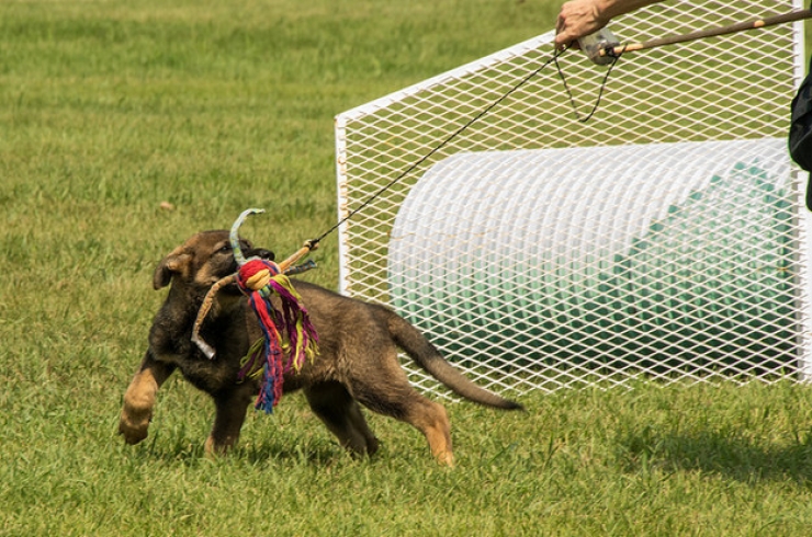 Illustration de l'article : Une bonne dose de mignonnerie canine avec ces 15 futurs travailleurs très motivés