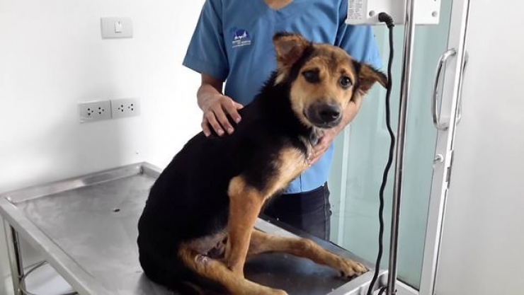Illustration de l'article : Ce pauvre chien paralytique a été trouvé sur une plage, ce que cette dame a fait est juste formidable!