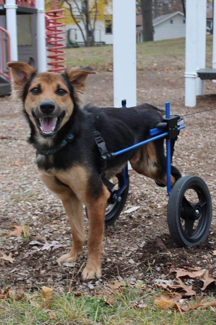 Illustration de l'article : Ce pauvre chien paralytique a été trouvé sur une plage, ce que cette dame a fait est juste formidable!