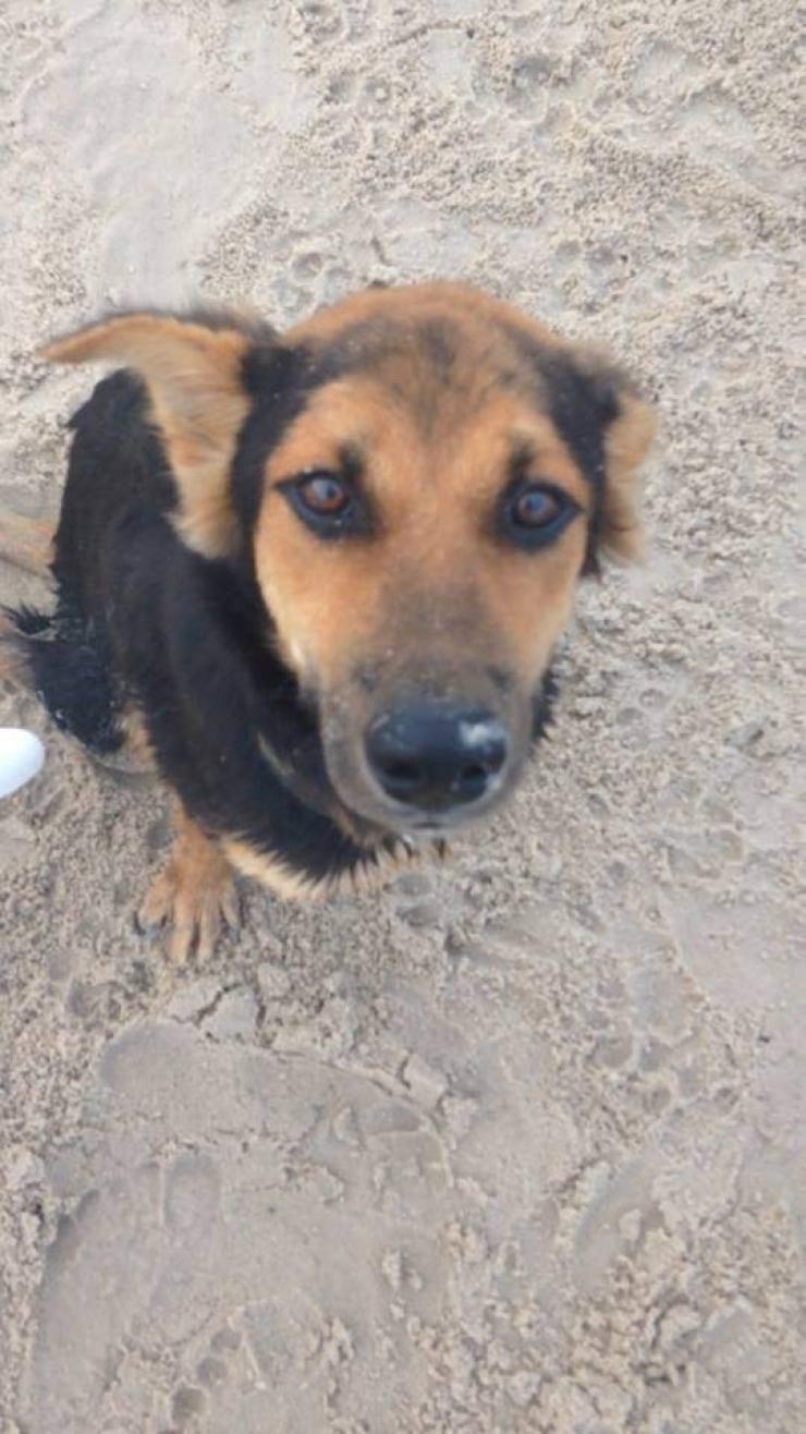 Illustration de l'article : Ce pauvre chien paralytique a été trouvé sur une plage, ce que cette dame a fait est juste formidable!