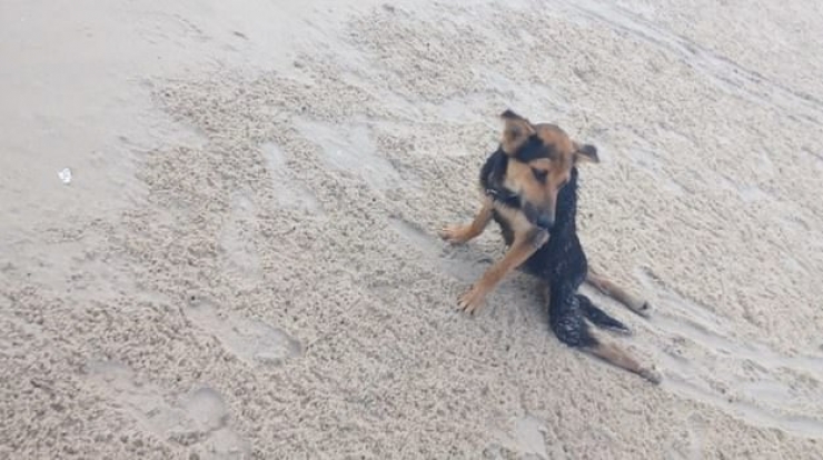 Illustration de l'article : Ce pauvre chien paralytique a été trouvé sur une plage, ce que cette dame a fait est juste formidable!