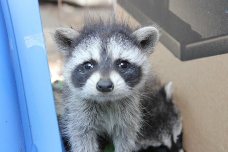 Illustration de l'article : Les ratons laveurs font leur show : découvrez ces 20 adorables photos