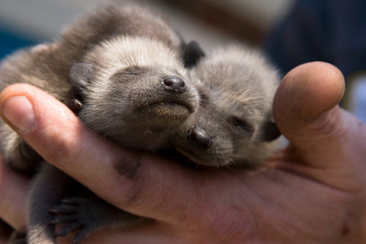 Illustration de l'article : Les ratons laveurs font leur show : découvrez ces 20 adorables photos