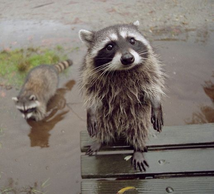 Illustration de l'article : Les ratons laveurs font leur show : découvrez ces 20 adorables photos