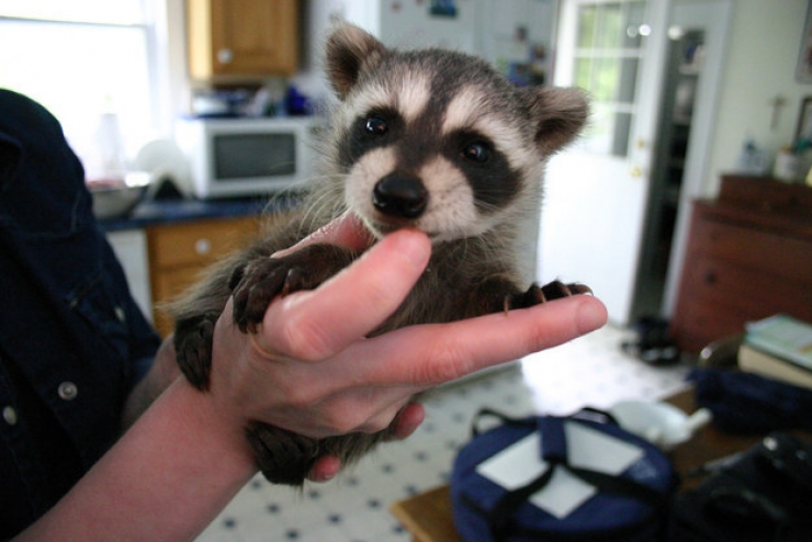 Illustration de l'article : Les ratons laveurs font leur show : découvrez ces 20 adorables photos