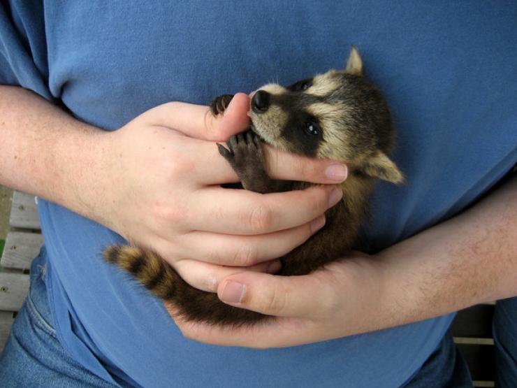 Illustration de l'article : Les ratons laveurs font leur show : découvrez ces 20 adorables photos