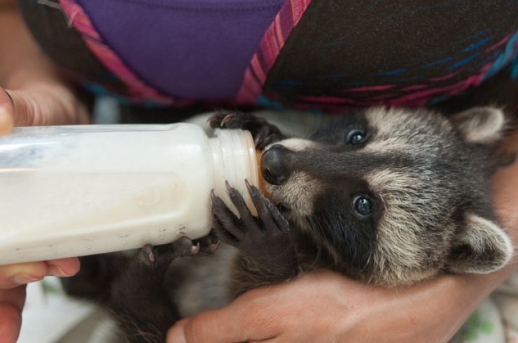 Illustration de l'article : Les ratons laveurs font leur show : découvrez ces 20 adorables photos