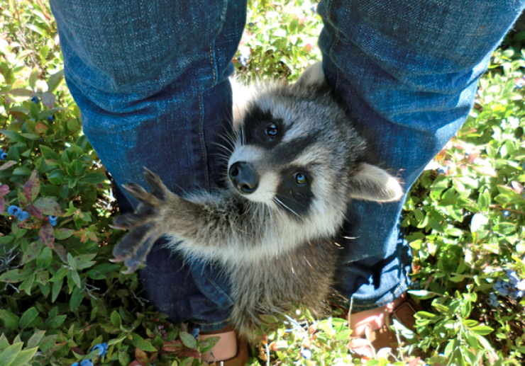 Illustration de l'article : Les ratons laveurs font leur show : découvrez ces 20 adorables photos