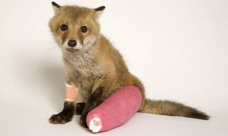 Illustration de l'article : 15 animaux tristounets qu'on a irrésistiblement envie de consoler