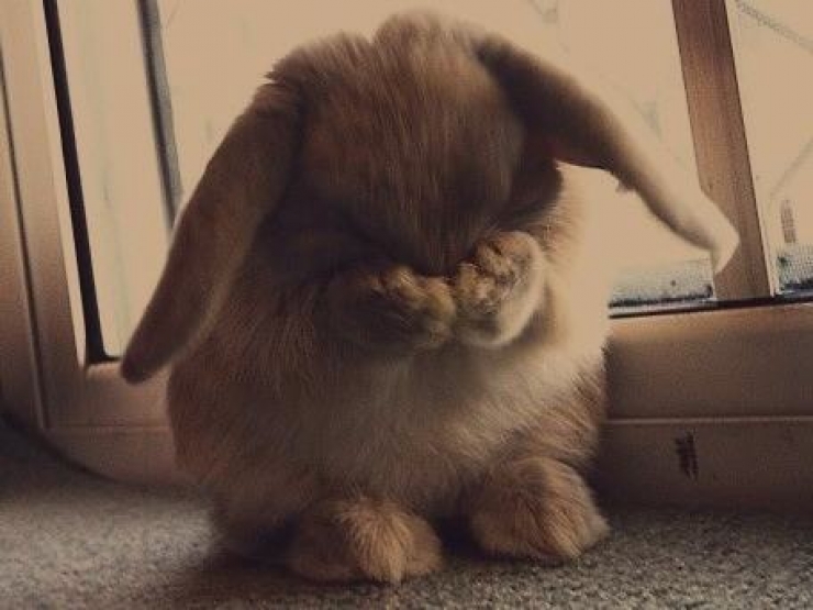 Illustration de l'article : 15 animaux tristounets qu'on a irrésistiblement envie de consoler