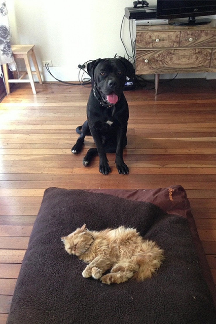 Illustration de l'article : Ces 9 chats qui squattent sans vergogne les couchages des pauvres chiens