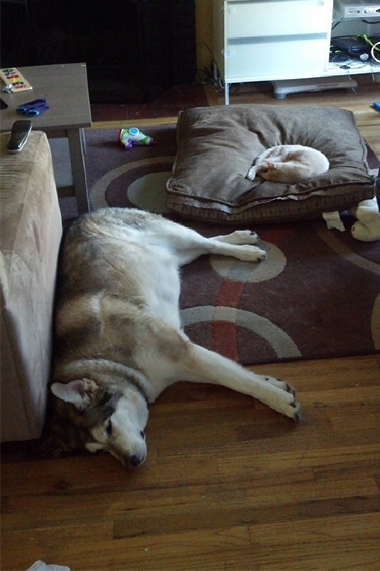 Illustration de l'article : Ces 9 chats qui squattent sans vergogne les couchages des pauvres chiens