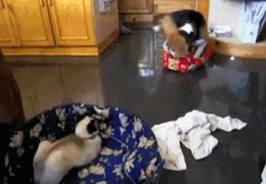Illustration de l'article : Ces 9 chats qui squattent sans vergogne les couchages des pauvres chiens