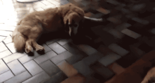Illustration de l'article : Ces 9 chats qui squattent sans vergogne les couchages des pauvres chiens
