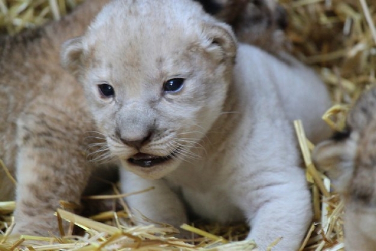 Illustration de l'article : Un lionceau blanc voit le jour dans un zoo américain