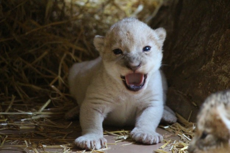 Illustration de l'article : Un lionceau blanc voit le jour dans un zoo américain