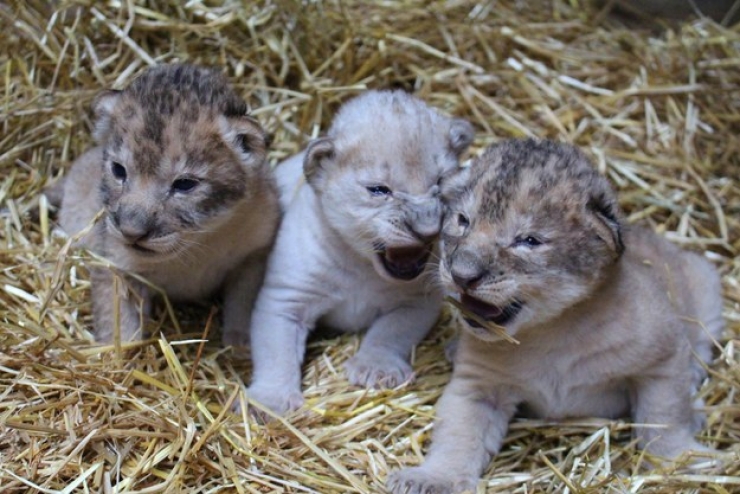 Illustration de l'article : Un lionceau blanc voit le jour dans un zoo américain