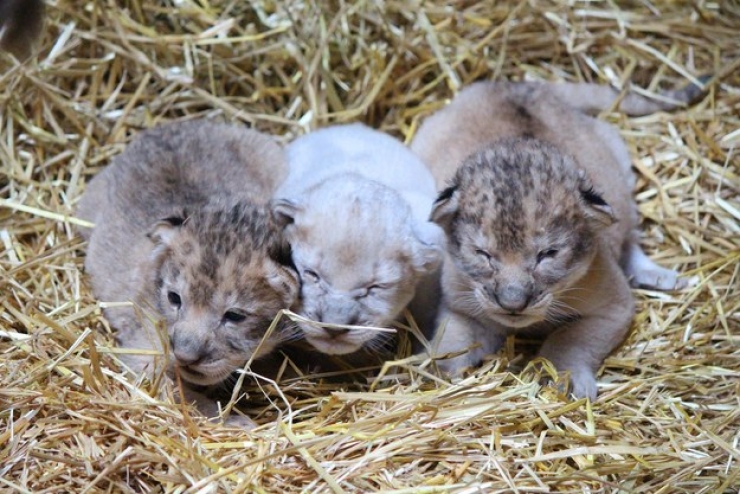 Illustration de l'article : Un lionceau blanc voit le jour dans un zoo américain