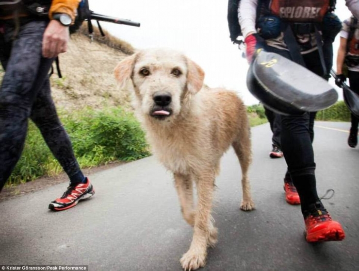 Illustration de l'article : Ce chien errant a parcouru 700km pour se trouver un meilleur foyer! De quoi faire pleurer les lecteurs les plus insensibles!
