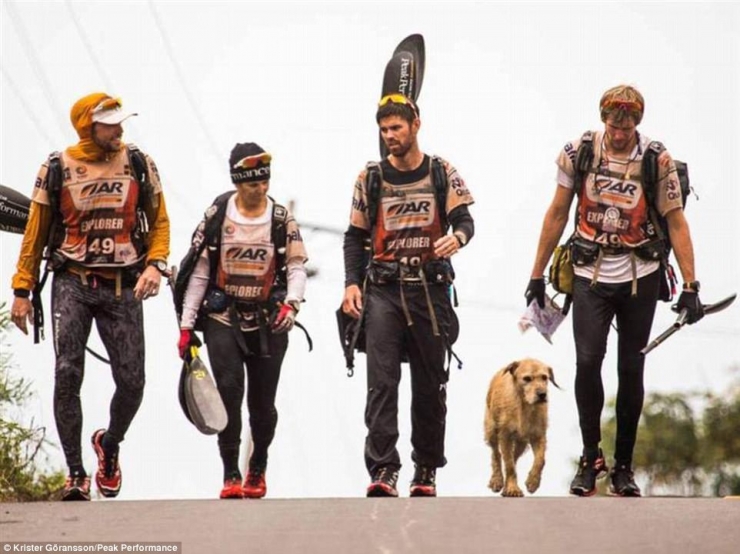 Illustration de l'article : Ce chien errant a parcouru 700km pour se trouver un meilleur foyer! De quoi faire pleurer les lecteurs les plus insensibles!