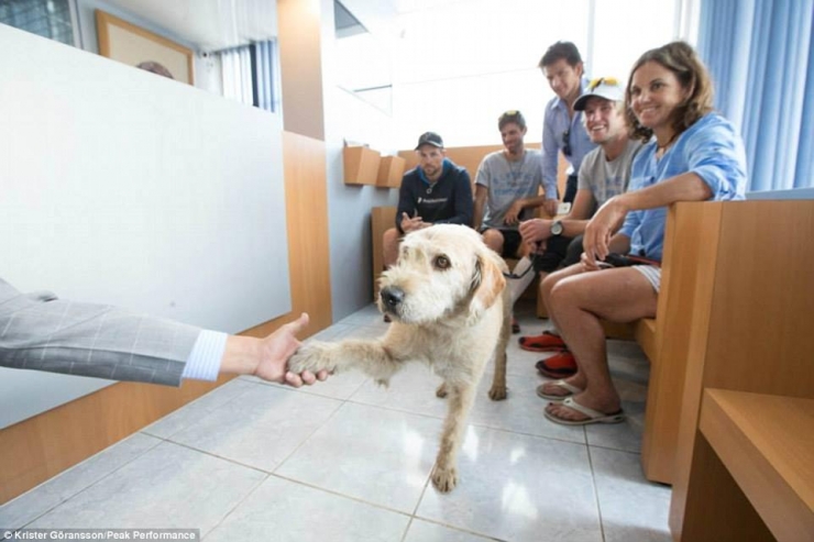 Illustration de l'article : Ce chien errant a parcouru 700km pour se trouver un meilleur foyer! De quoi faire pleurer les lecteurs les plus insensibles!