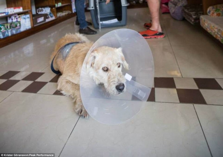 Illustration de l'article : Ce chien errant a parcouru 700km pour se trouver un meilleur foyer! De quoi faire pleurer les lecteurs les plus insensibles!