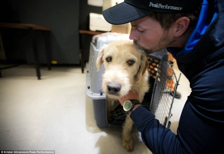 Illustration de l'article : Ce chien errant a parcouru 700km pour se trouver un meilleur foyer! De quoi faire pleurer les lecteurs les plus insensibles!
