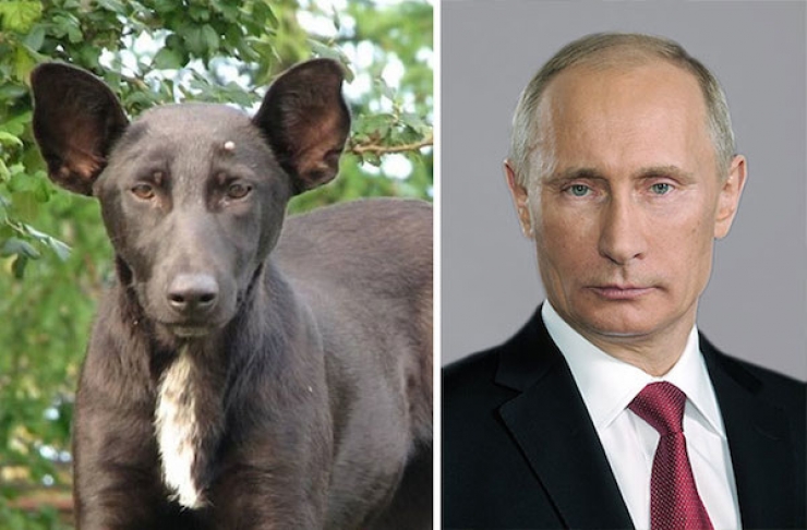 Illustration de l'article : 28 sosies hilarants et inattendus mais pourtant tellement ressemblant!
