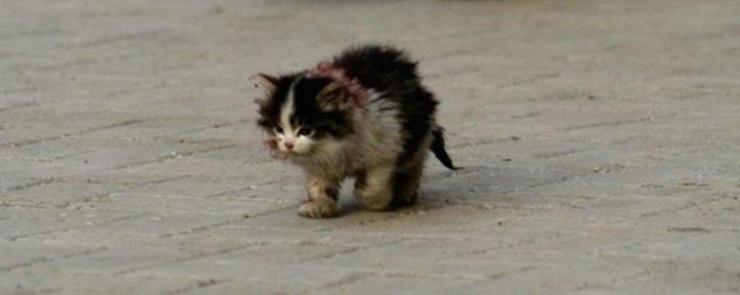 Illustration de l'article : On demandait aux habitants de ne pas toucher ce chat mais cette personne l'a fait ! La suite va vous faire pleurer...