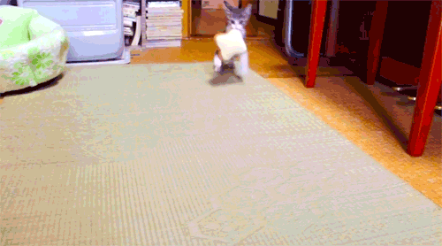 Illustration de l'article : 15 chats chopés la main dans le sac