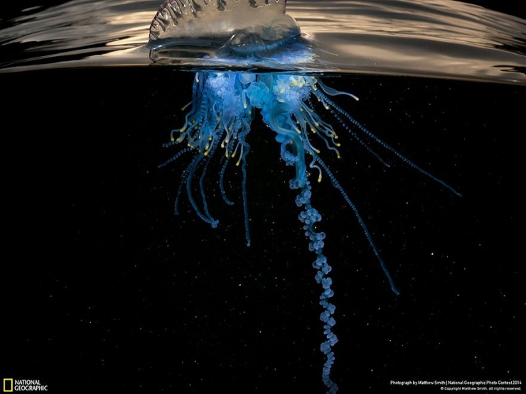 Illustration de l'article : 18 exceptionnelles photos participant au National Geographic Photo Contest 2014