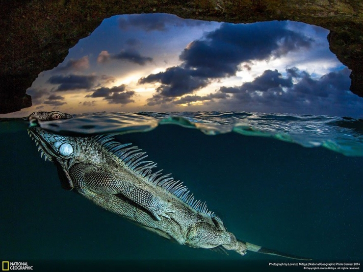Illustration de l'article : 18 exceptionnelles photos participant au National Geographic Photo Contest 2014