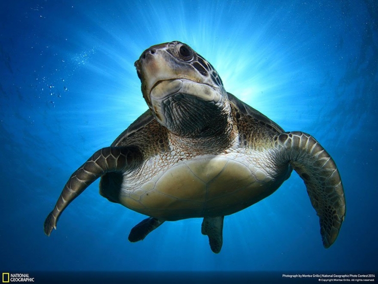 Illustration de l'article : 18 exceptionnelles photos participant au National Geographic Photo Contest 2014