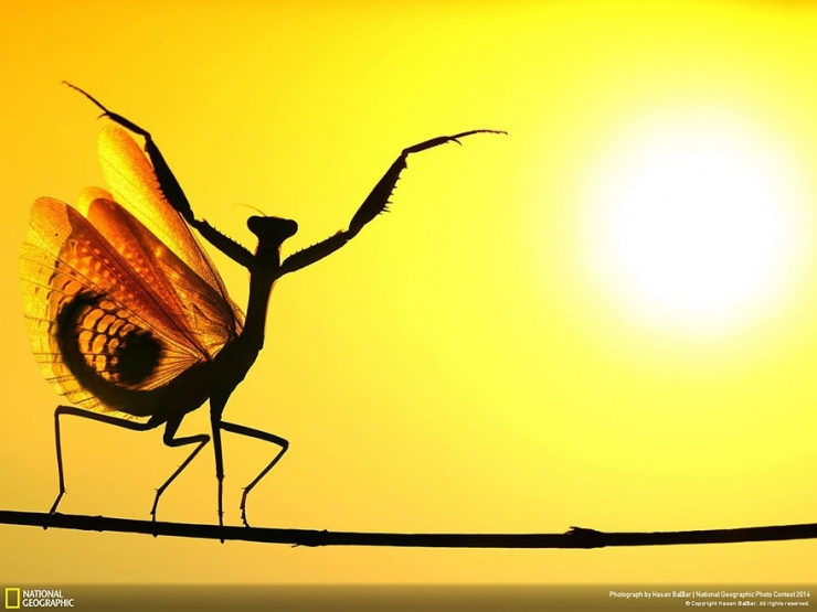 Illustration de l'article : 18 exceptionnelles photos participant au National Geographic Photo Contest 2014