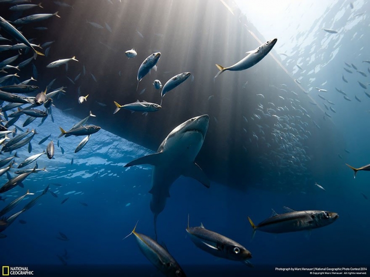 Illustration de l'article : 18 exceptionnelles photos participant au National Geographic Photo Contest 2014