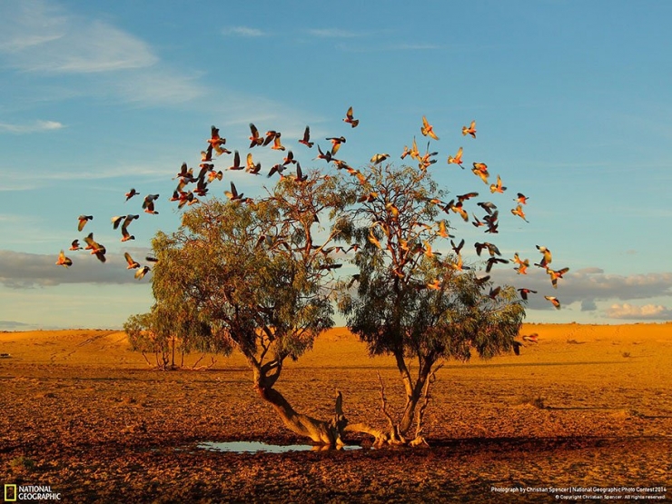Illustration de l'article : 18 exceptionnelles photos participant au National Geographic Photo Contest 2014