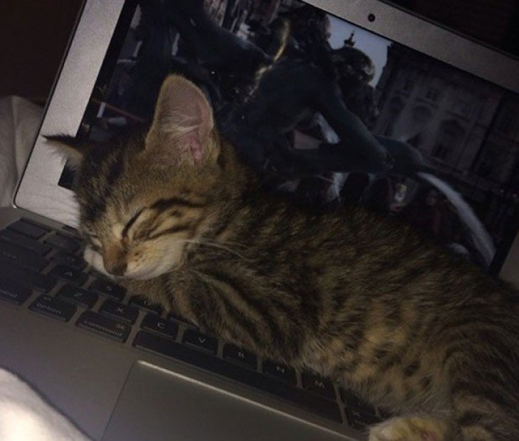 Illustration de l'article : 10 chats dans des endroits et des postures improbables