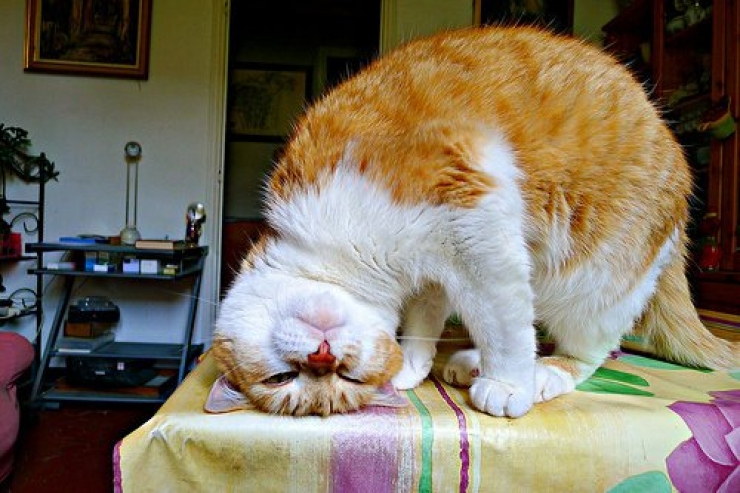 Illustration de l'article : 10 chats dans des endroits et des postures improbables