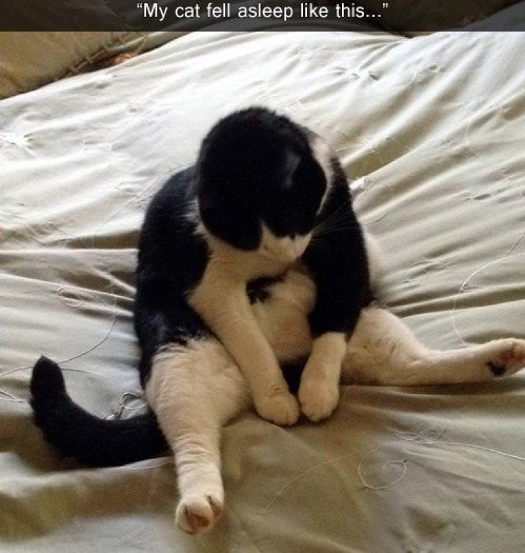 Illustration de l'article : 10 chats dans des endroits et des postures improbables