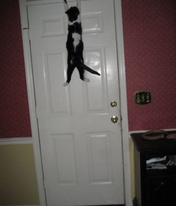 Illustration de l'article : 10 chats dans des endroits et des postures improbables