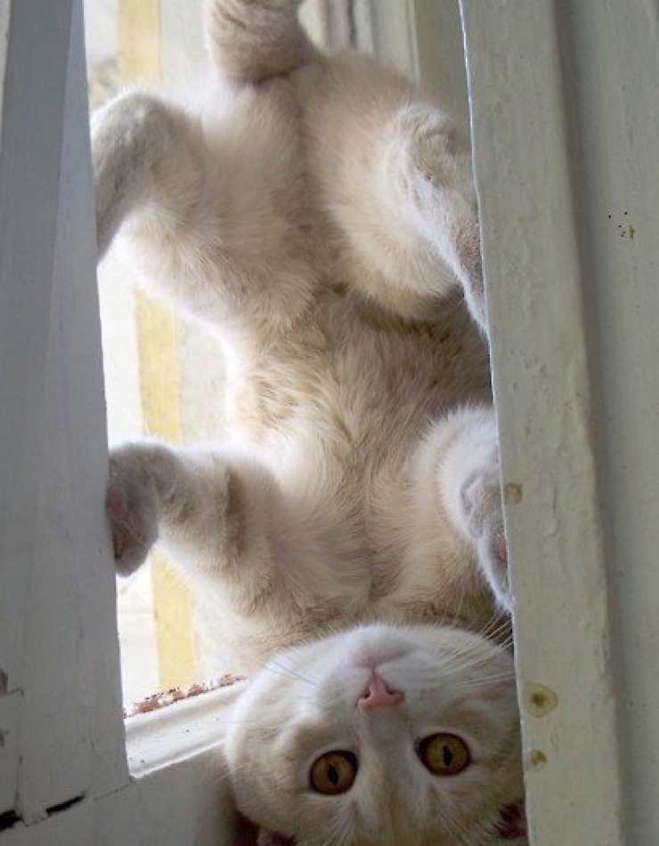 Illustration de l'article : 10 chats dans des endroits et des postures improbables