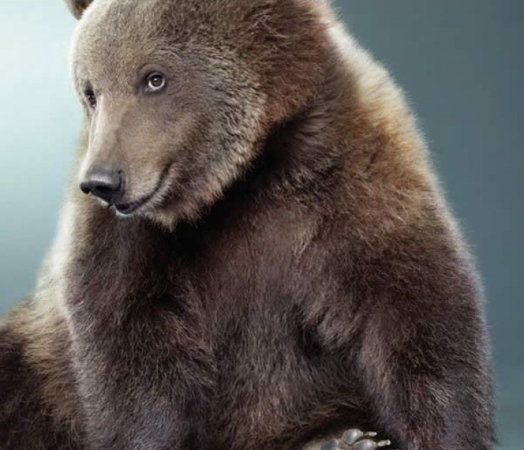 Illustration de l'article : 18 animaux qui savent prendre la pose