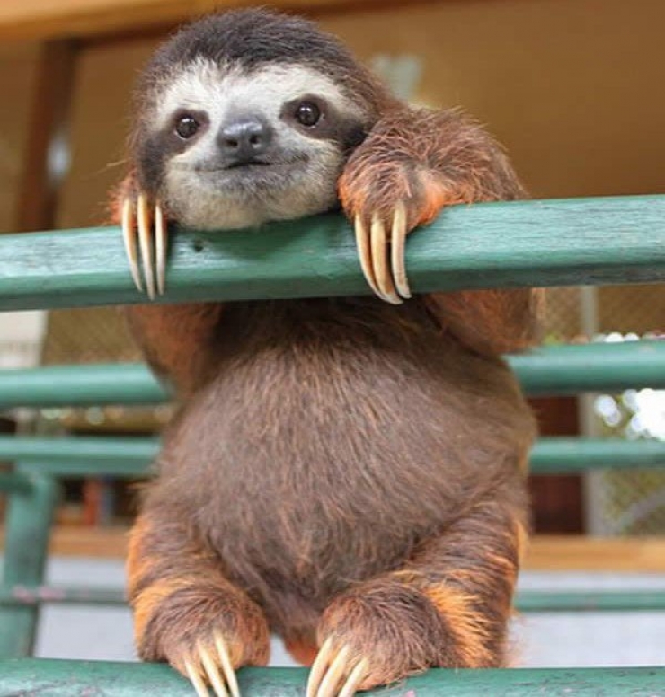 Illustration de l'article : 18 animaux qui savent prendre la pose