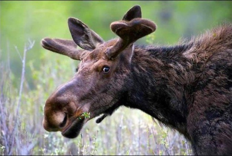 Illustration de l'article : 18 animaux qui savent prendre la pose