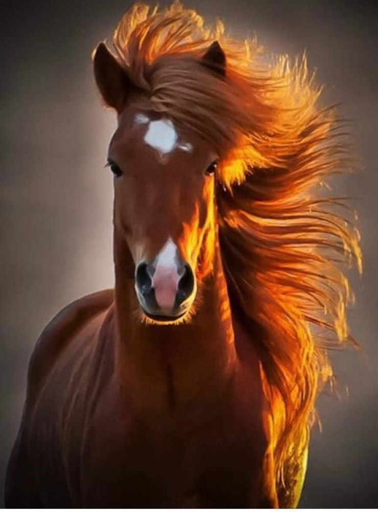 Illustration de l'article : 18 animaux qui savent prendre la pose