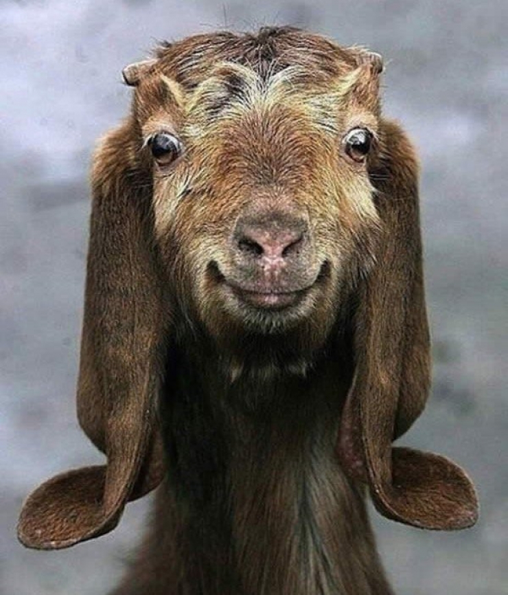 Illustration de l'article : 18 animaux qui savent prendre la pose