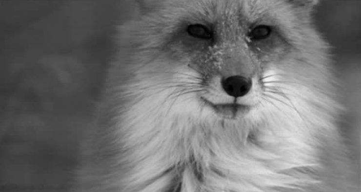 Illustration de l'article : 18 animaux qui savent prendre la pose